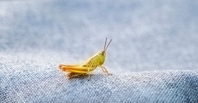 a green cricket on the fabric - Powered by Adobe