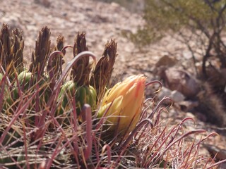 Yellow flowered cactus on a rocky surface.