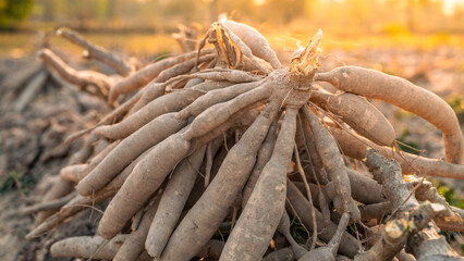 Cassava roots. Sustainable agriculture. Cassava root in tropical farming. Food production and sustainability. Cassava root, staple crop vital for food security, smallholder livelihoods. Tapioca tubers