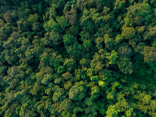 Aerial top view of green trees in forest. Drone view of dense green tree captures CO2. Green tree...