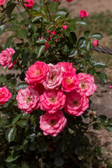 Blossoming pink roses in Belgrade