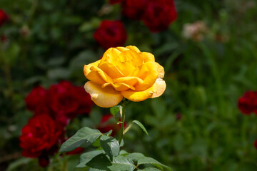 Blossoming yellow rose in Belgrade