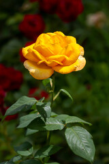 Blossoming yellow rose in Belgrade