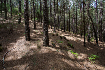 Scene of the Birigoyo peak, La Palma Island, Canary Islands.