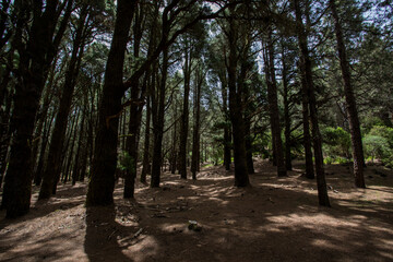 Obraz premium Scene of El Pinar forest in La Palma, Canary islands