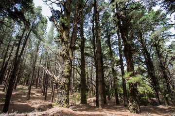 Fototapeta premium Scene of El Pinar forest in La Palma, Canary islands