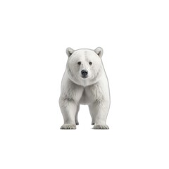 Fototapeta premium Bear animal nature cute wild
