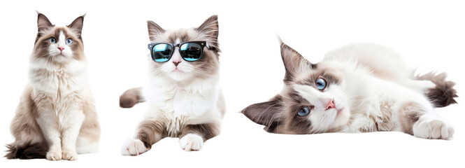 Ragdoll cats in various poses, setting, giving high five, isolated on transparent background