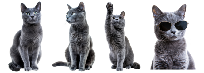 Russian blue cats in various poses, setting, giving high five, isolated on transparent background