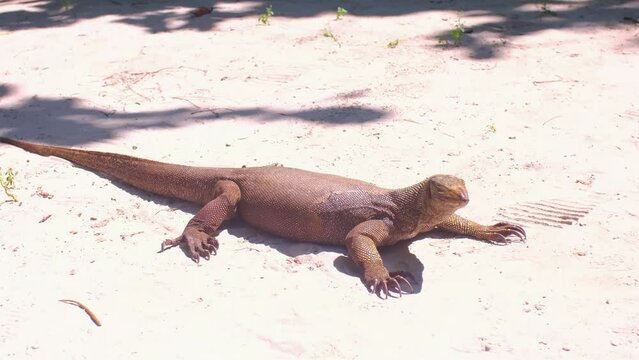 A monitor lizard walks on the sand between the trees. A giant lizard strolls along the sandy beach of Komodo National Park in Indonesia. Komodo dragon Varanus komodoensis.
