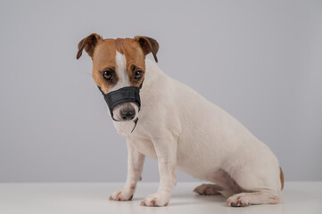 Obraz premium Jack Russell Terrier dog in a rag muzzle on a white background. 