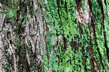 wooden background maple tree trunk with green moss