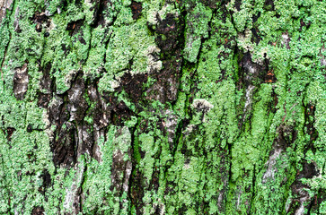 wooden background maple tree trunk with green moss