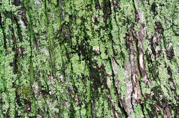 wooden background maple tree trunk with green moss