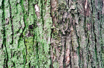 wooden background maple tree trunk with green moss