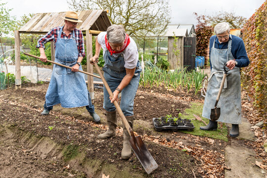Senior Gardeners Working in Community Garden - Cultivating and Planting