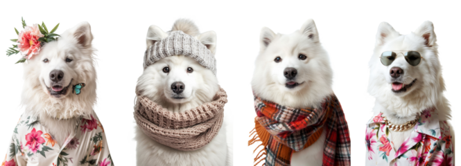 Seasonal american eskimo dog portraits  isolated on transparent background