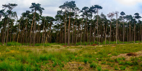 Forest with tall trees in a row, with a grass area in front