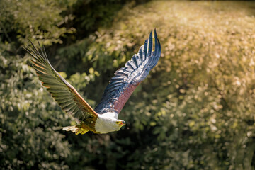 Big bird soaring above tall grass and trees in daylight