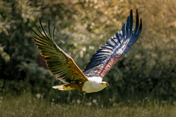 White, yellow and black bird flying by trees