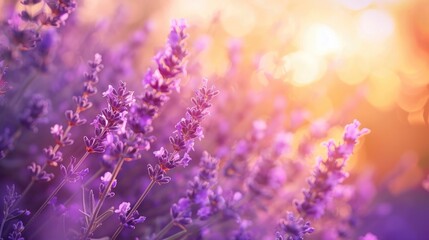Fototapeta premium Blooming lavender in a field at sunset. Close up.