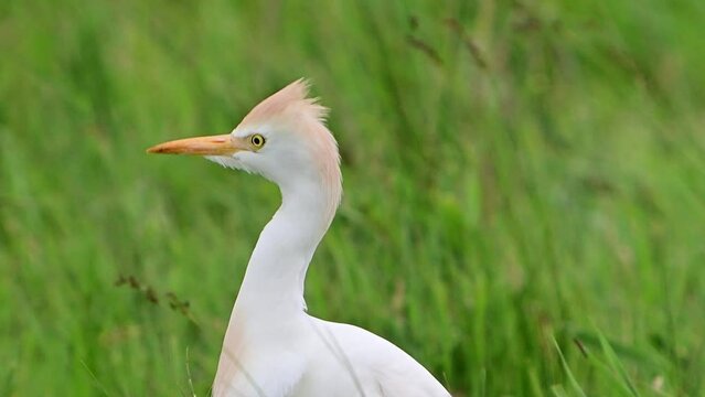 Western cattle egret Bubulcus ibis. A bird in the wild stands in the grass. Slow motion. Close up.