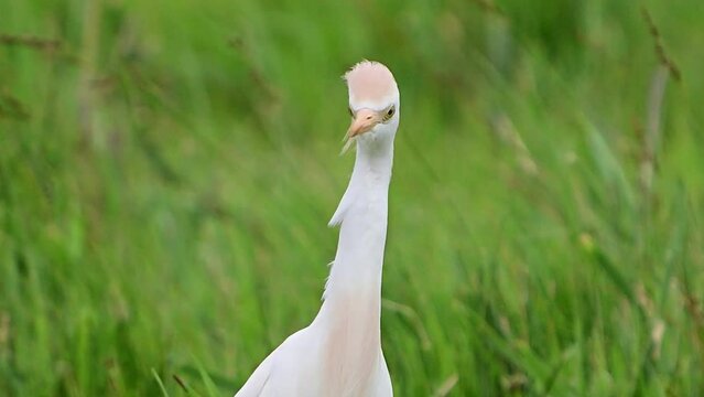 Western cattle egret Bubulcus ibis. A bird in the wild stands in the grass. Slow motion. Close up.
