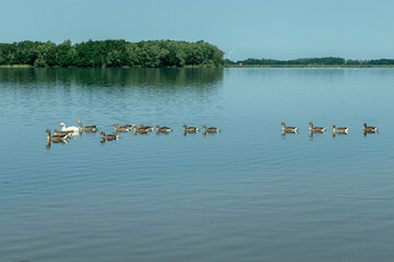 Frühsommer, Vögel auf dem Wasser