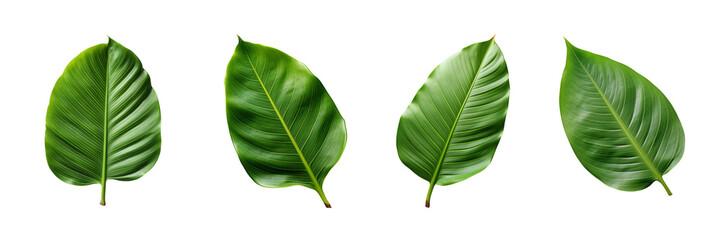 Fototapeta premium Three Monstera Leaves with Distinctive Holes Isolated on Transparent Background