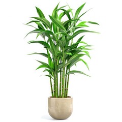 Lucky Bamboo (Dracaena sanderiana)