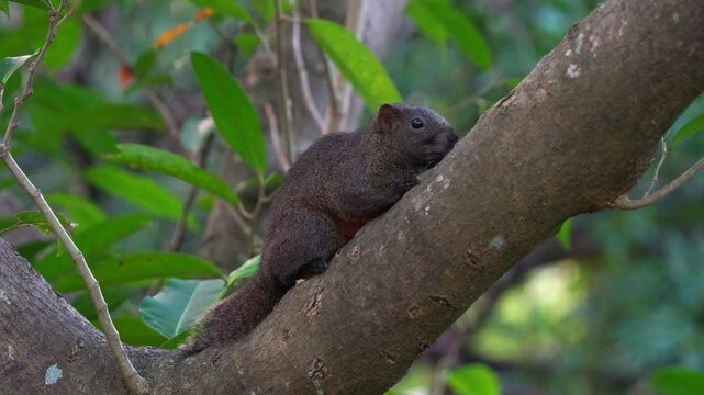 Close up shot of a wild pallas's squirrel spotted resting on the tree, remaining still to avoid detection, blending in with the tree bark and surrounding environment.