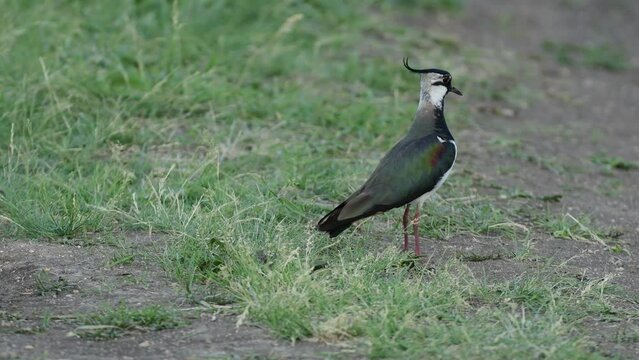 Northern Lapwing Vanellus vanellus in the wild. Close up.