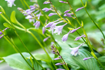 Hosta Flowers and Leaves Macro, Wet Hostas Leaf Nature Pattern, Funkia, Big Daddy Leaves, Plantain Lilies,