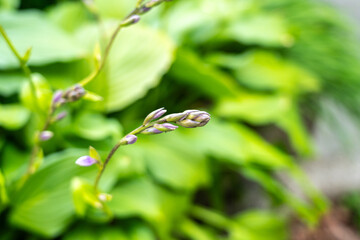 Hosta Flowers and Leaves Macro, Wet Hostas Leaf Nature Pattern, Funkia, Big Daddy Leaves, Plantain Lilies,