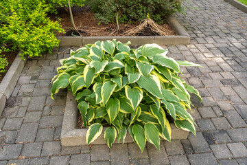 Hosta Flowers and Leaves Macro, Wet Hostas Leaf Nature Pattern, Funkia, Big Daddy Leaves, Plantain Lilies,