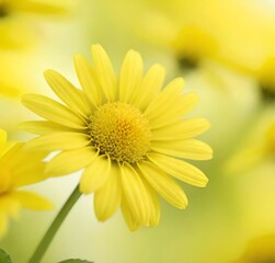 Naklejka premium yellow daisy flower, yellow, nature, summer, plant, garden, flora, flowers, sun, macro, bloom, isolated, daisy, spring, blossom