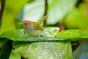 Dark-necked tailorbird on the tree in the natural