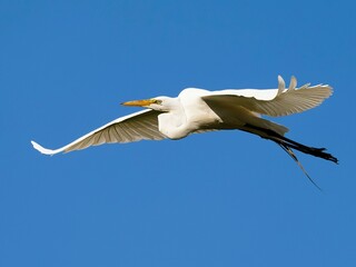 Egret soaring against a blue sky backdrop