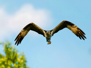 Flying Osprey with impressive talons soaring above a tree