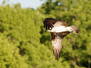 the ospreetal is flying over a forested area