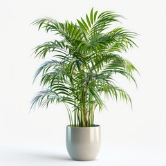 Parlor Palm (Chamaedorea elegans) with pot