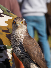 Portrait of a adult goshawk , accipiter gentilis on the falconer's fist