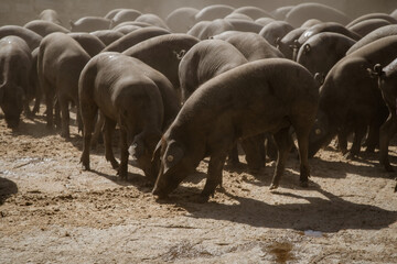 Iberian pigs feeding on a farm in the north of Andalusia