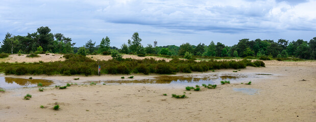 Panoramic view of a lake surrounded by green trees in Kalmthoutse Heide, Belgium