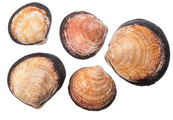Edible raw hard clams on white background. File contains clipping paths.
