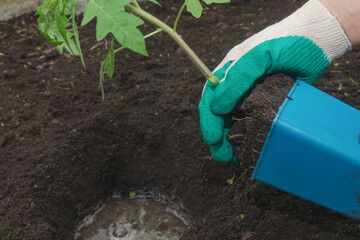 A woman in the garden plants tomato seedlings in the soil. Growing vegetables