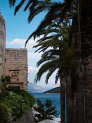 Obraz premium old town palm tree by the sea
