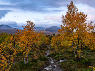 Fototapeta premium Sunrise morning in a beautiful landscape in Abisko national park in north of Sweden.