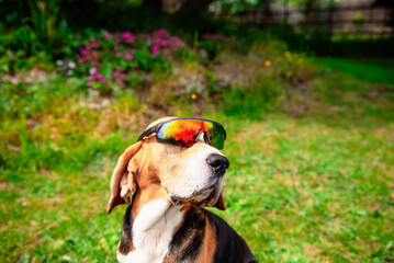 cute beagle dog sunbathing in the garden outdoors in summer
