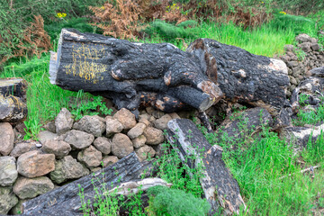 Obraz premium Tree stumps with burnt tree bark. Pile of trunks on the grass